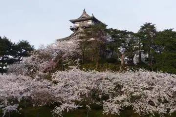 Maruoka Castle Cherry Blossom Festival