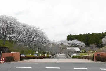 Shizumine Furusato Park Sakura Festival 2027