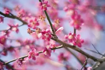 Nanrakuen Plum Festival 2027
