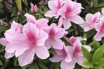 Nanrakuen Azalea Festival