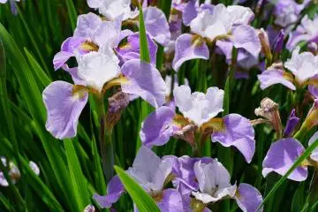 Nanrakuen Iris Festival 2026