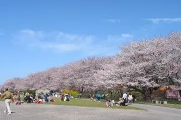 Miyagawa Tsutsumi Park Sakura Festival
