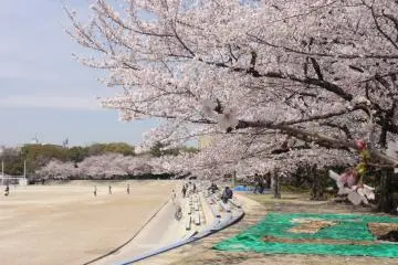 Sakura Season at Tsuruma Park