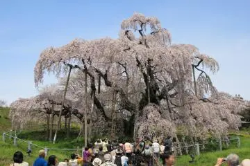 Fukushima's Miharu Takizakura (Photo: <a href="https://en.wikipedia.org/wiki/Miharu_Takizakura#/media/File:Miharu_Miharu-Takizakura_Front_1.jpg" target="_blank" rel="noreferrer noopener nofollow">京浜にけ/CC By SA 3.0</a>)