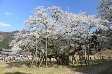 Usuzumi Sakura, Gifu (Photo: <a href="https://commons.wikimedia.org/wiki/File:Usuzumi_zakura.jpg" target="_blank" rel="noreferrer noopener nofollow">Alpsdake/CC By SA 4.0</a>)