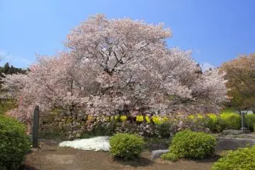 Shimouma Sakura in Shizuoka (Photo: <a href="https://ja.wikipedia.org/wiki/%E7%8B%A9%E5%AE%BF%E3%81%AE%E4%B8%8B%E9%A6%AC%E3%82%B6%E3%82%AF%E3%83%A9#/media/%E3%83%95%E3%82%A1%E3%82%A4%E3%83%AB:Fujinomiya_Kariyado-no-Gebazakura_Front_1.JPG" target="_blank" rel="noreferrer noopener nofollow">Keihin Nike/CC By SA 3.0</a>)