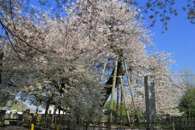 Japan's Five Great Cherry Blossoms - Japan Travel
