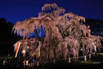 Illuminated Miharu Takizakura (Photo: <a href="https://commons.wikimedia.org/wiki/File:Illuminated_Takizakura.jpg" target="_blank" rel="noreferrer noopener nofollow">Tadashi Okoshi/CC By SA 2.0</a>)