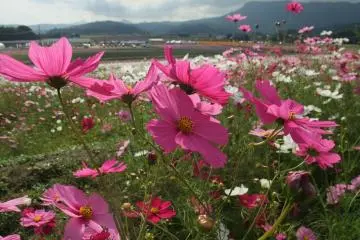 Cosmos Season at the Sanko Cosmos Garden 2026