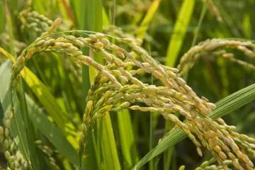 Photo: <a href="https://en.japantravel.com/fukuoka/the-equinox-flower-and-rice-harvest/15456" target="_blank" rel="noreferrer noopener nofollow">  Tristan Scholze </a> / JT
