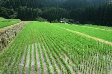Photo: <a href="https://en.japantravel.com/miyazaki/sakamoto-rice-terraces/17322" target="_blank" rel="noreferrer noopener nofollow">Mandy Bartok</a> / JT