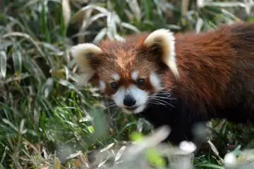 An adorable red panda (Photo: <a href="https://www.flickr.com/photos/makitani/14922598946/" target="_blank" rel="noreferrer noopener nofollow">Makitani</a> / <a href="https://creativecommons.org/licenses/by-nc-sa/2.0/" target="_blank" rel="noreferrer noopener nofollow">CC BY-NC-SA 2.0</a>)