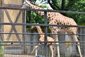 Giraffes are one of the zoo's star attractions (Photo: <a href="https://www.flickr.com/photos/tsukunepapa/7572713858/" target="_blank" rel="noreferrer noopener nofollow">Tomoaki Kato</a> / <a href="https://creativecommons.org/licenses/by/2.0/" target="_blank" rel="noreferrer noopener nofollow">CC BY 2.0</a>)