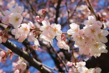 Cherry Blossom Masterpieces 2021