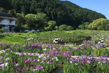 Iris and Hydrangea Exhibition