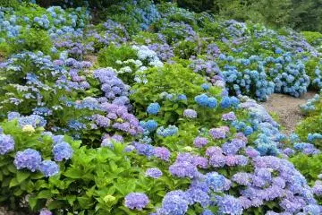Kannonyama Park is filled with thousands of hydrangeas (Photo: <a href="https://commons.wikimedia.org/wiki/File:%E7%B4%AB%E9%99%BD%E8%8A%B1.JPG" target="_blank" rel="noreferrer noopener nofollow">Neotarou</a> / <a href="https://creativecommons.org/licenses/by-sa/4.0/deed.en" target="_blank" rel="noreferrer noopener nofollow">CC BY-SA 4.0</a>)