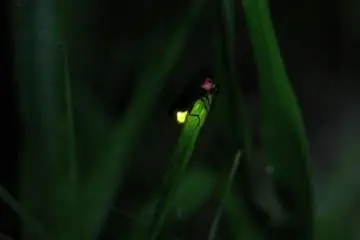 Firefly Viewing at Okawatakegasawa Park