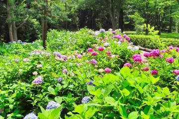Walking Yokohama 2021