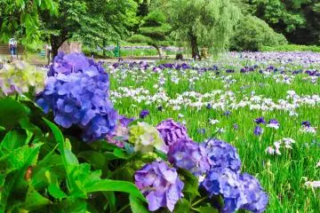 Yokosuka Iris Garden