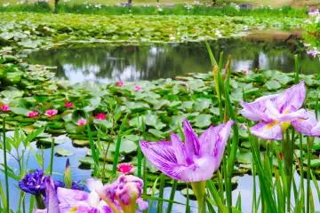 Odawara Flower Garden and Odawara Castle