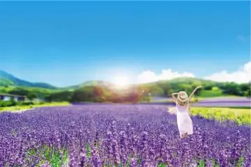 Lavender Season at the Tambara Lavender Park 2026