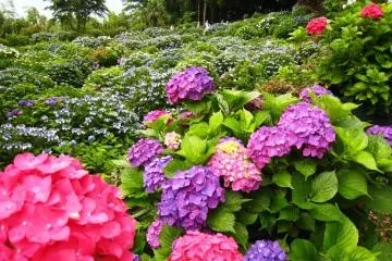 As a result, the temple has been nicknamed Ajisaidera, or the hydrangea temple (Photo: <a href="https://prtimes.jp/main/html/rd/p/000000082.000027600.html" target="_blank" rel="noreferrer noopener nofollow">PR Times</a>)
