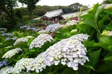 Daishoji Hydrangea Festival