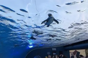 Fly high with penguins and more in Sunshine City! (Photo: <a href="https://commons.wikimedia.org/wiki/File:Penguin_fly_in_the_sky_Sunshine_Aquarium_1.jpg" target="_blank" rel="noreferrer noopener nofollow">Totti</a> / <a href="https://creativecommons.org/licenses/by-sa/4.0/deed.en" target="_blank" rel="noreferrer noopener nofollow">CC BY-SA 4.0</a>)