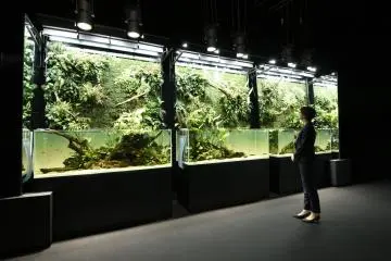 11 tanks will be on display at the event (Public Domain)