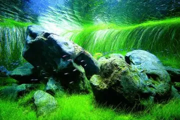 Takashi Amano has gained notoriety for his nature aquariums (Public Domain)