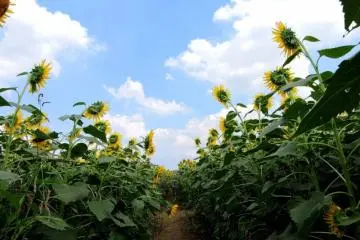 座间的向日葵花海，夏天元气满满
