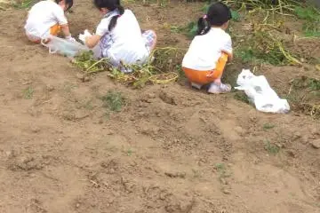 Sweet Potato Digging in Kawagoe