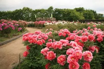 Gosen City Flower Tree Season