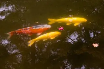 Koi in the pond on the grounds, surrounded by falling autumn leaves (Photo: <a href="https://www.flickr.com/photos/yosh_amekago/15120289743/in/photolist-pZnP42-pYRYkc-nhNpnZ-pGwHcL-pZxvLa-nfze3Q-nf3skd-nhNAxe-ncXCzF-pYZUwG-nhNxN6-pZFqam-pJ1MRm-nf3rhw-nfKPLK-p38rmK-nfwSKF-pH5KAZ-pZvqLe-nduswY-xQShKY-p3J1tu-nf1p8K-nf3qJ7" target="_blank" rel="noreferrer noopener nofollow">kazuhiko yoshioka</a> / <a href="https://creativecommons.org/licenses/by-nc/2.0/" target="_blank" rel="noreferrer noopener nofollow">CC BY-NC 2.0</a>)