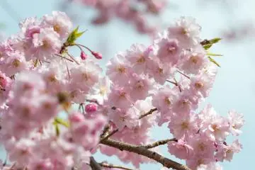 The park is home to approximately 2500 cherry trees (Photo: <a href="https://www.flickr.com/photos/yosh_amekago/13942396474/in/photolist-pZnP42-pYRYkc-nhNpnZ-pGwHcL-pZxvLa-nfze3Q-nf3skd-nhNAxe-ncXCzF-pYZUwG-nhNxN6-pZFqam-pJ1MRm-nf3rhw-nfKPLK-p38rmK-nfwSKF-pH5KAZ-pZvqLe-nduswY-xQShKY-p3J1tu-nf1p8K-nf3qJ7" target="_blank" rel="noreferrer noopener nofollow">kazuhiko yoshioka</a> / <a href="https://creativecommons.org/licenses/by-nc/2.0/" target="_blank" rel="noreferrer noopener nofollow">CC BY-NC 2.0</a>)