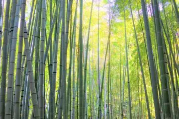 Free Virtual Event: A Journey of Spirituality and Fun 2021