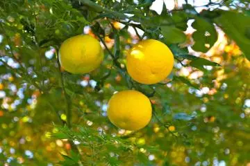 Yuzu Jam