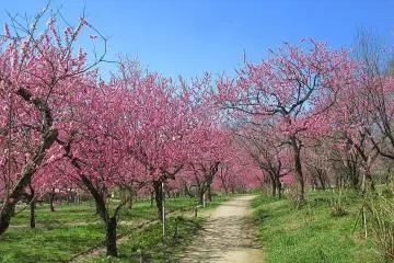 Koga Kubo Park