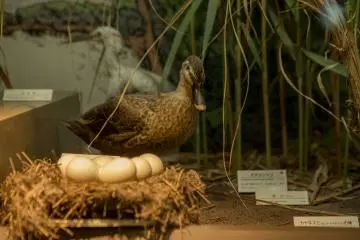 Osaka Natural History Museum