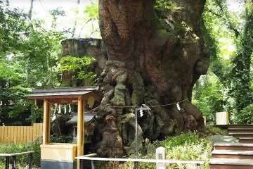 Gallery image