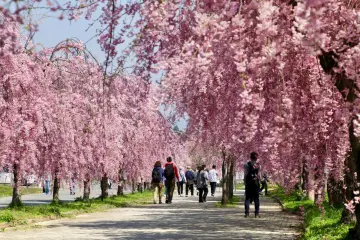 Photo: Tohoku Kanko