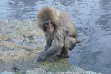 Monkey Park - Jigokudani