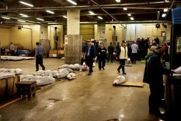 Tuna Auction at Tsukiji Fish Market