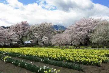 Grounds of Jisso-ji Temple (Photo: <a href="https://commons.wikimedia.org/wiki/File:Hokuto_Yamanashi_Jissoji_Narcissus_Field_And_Cherry_Tree_1.JPG" target="_blank" rel="noreferrer noopener nofollow">京浜にけ</a> / <a href="https://creativecommons.org/licenses/by-sa/3.0/deed.en" target="_blank" rel="noreferrer noopener nofollow">CC BY-SA 3.0</a>)