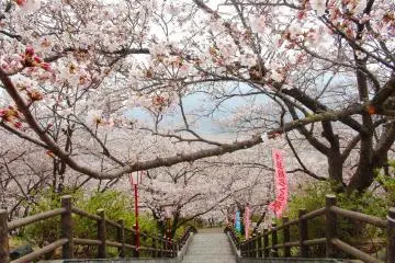 Photo: <a href="https://commons.wikimedia.org/wiki/File:Oboshi-park_cherry_blossoms.JPG" target="_blank" rel="noreferrer noopener nofollow">Sakaori </a> / <a href="https://creativecommons.org/licenses/by-sa/3.0/deed.en" target="_blank" rel="noreferrer noopener nofollow">CC BY-SA 3.0</a>