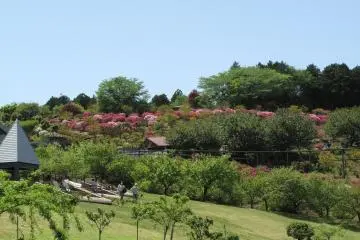 Photo: <a href="https://commons.wikimedia.org/wiki/File:Ibaraki,_Ishioka,_Ibaraki_Flower_Park_Tsutsuji_hill.jpg" target="_blank" rel="noreferrer noopener nofollow">Strangesnow</a> / <a href="https://creativecommons.org/licenses/by-sa/4.0/deed.en" target="_blank" rel="noreferrer noopener nofollow">CC BY-SA 4.0</a>