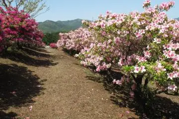 Springtime azaleas at Ibaraki Flower Park (Photo: <a href="https://commons.wikimedia.org/wiki/File:Ibaraki,_Ishioka,_Ibaraki_Flower_Park_Tsutsuji_hill_(inside).jpg" target="_blank" rel="noreferrer noopener nofollow">Strangesnow</a> / <a href="https://creativecommons.org/licenses/by-sa/4.0/deed.en" target="_blank" rel="noreferrer noopener nofollow">CC BY-SA 4.0</a>)