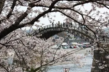 Sakura by Yamaguchi's Kintai Bridge (Photo: <a href="https://flickr.com/photos/gokyofoto/4837893659/in/photolist-8nvteD-PPksnX-2eFCH8m-5SrWH3-TK7qXW-ryJn6-QStN5P-2eFCGo5-2euqWxZ-21RdFGe-TK7qQw-ryJf3-2g7hveX-2g7huxs-2g7htfN-2g7ht9q-3LowNq-VNf2Qh-jCAJLN-jCAzpG-qMr2hs-jCyx6P-jCBxkG-jCzvWk-jCyHgZ-jCyyKa-TK7qV1-ryJmc-7eTtFK-2euqWvz-ryJhW-7jqBb-4JMDUo-FaBwTk-FELb3h-FELaKJ-FaBwp4-FaBwQe-FELbi7-G3zJKC-G5SMJM-FZ2csz-jJCWgR-FELbm3-Y6wLcu-VXjonN-SBttJP-dKBpgh-dKBpvA-dKvVGg" target="_blank" rel="noreferrer noopener nofollow">gokyofoto</a> / <a href="https://creativecommons.org/licenses/by-nd/2.0/" target="_blank" rel="noreferrer noopener nofollow">CC BY-ND 2.0</a>)