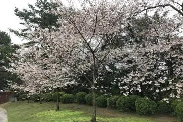 Sakura at Tokiwa Park (Photo: <a href="https://commons.wikimedia.org/wiki/File:Cherry_blossoms_near_Ube_Biennale_Hill_of_Sculptures_in_Tokiwa_Park.jpg" target="_blank" rel="noreferrer noopener nofollow">そらみみ</a> / <a href="https://creativecommons.org/licenses/by-sa/4.0/deed.en" target="_blank" rel="noreferrer noopener nofollow">CC BY-SA 4.0</a>)