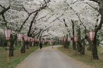 Ashino Park in spring (Photo: <a href="https://commons.wikimedia.org/wiki/File:Ashino_koen.jpg" target="_blank" rel="noreferrer noopener nofollow">Fangmuxuan</a> / <a href="https://creativecommons.org/licenses/by-sa/4.0/deed.en" target="_blank" rel="noreferrer noopener nofollow">CC BY-SA 4.0</a>)